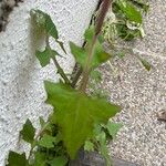 Lactuca muralis Blatt