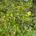 Betula humilis Leaf