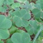 Oxalis acetosellaFoglia