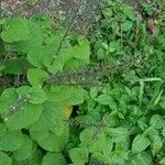 Salvia tiliifolia Leaf