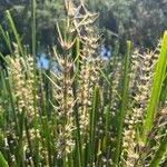 Lomandra longifolia Flor