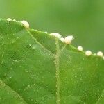 Lactuca plumieri Frukt