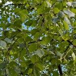 Betula pubescens Fuelha