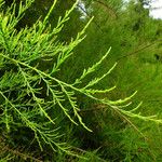 Tamarix chinensis Leaf