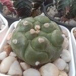 Matucana madisoniorum 葉