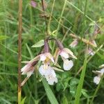 Epipactis palustrisFlower