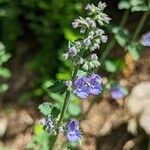 Nepeta × faassenii Floare