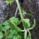 Galium verrucosum Corteza