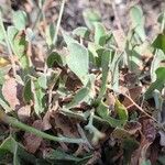 Limonium companyonis Likasa