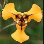 Cypella herbertii Flor