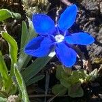 Gentiana brachyphylla Blomst