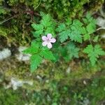 Geranium robertianum Blüte