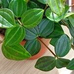 Peperomia quadrangularis Hoja