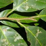 Pouteria trilocularis Leaf