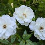 Rosa moschata Flower