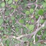 Corokia cotoneaster পাতা