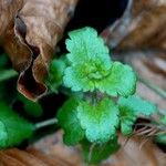 Veronica polita Leaf