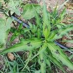 Persicaria maculosaFolha