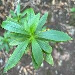 Digitalis canariensis Leaf