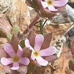 Androsace maxima 花