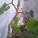 Begonia hirtella 花