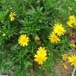 Euryops chrysanthemoides പുഷ്പം