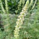 Reseda alba Flor