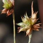 Juncus capitatus Плід