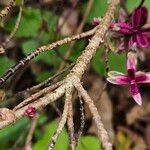 Veronica × andersonii چھال