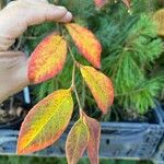 Stewartia malacodendron Fuelha