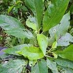 Cornutia pyramidata Hoja