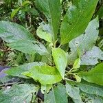 Cornutia pyramidata Leaf