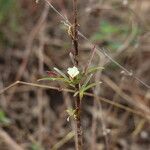 Sida linifolia Hoja