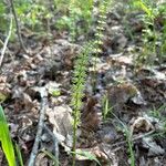 Equisetum pratense برگ