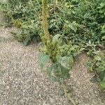 Amaranthus retroflexusFlower