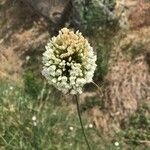 Allium pallens Fiore