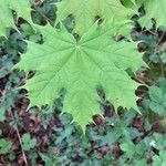 Acer platanoides ഇല