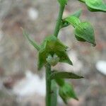 Epipactis phyllanthes Квітка