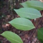 Eurycoma longifolia Leaf