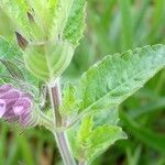 Marsypianthes chamaedrys Blodyn