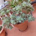 Aeonium mascaense Лист