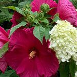 Hibiscus palustris Flower