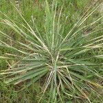 Yucca necopina Хабит