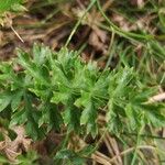 Libanotis pyrenaica 葉