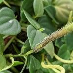 Peperomia urocarpa Fruit