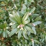Daphne caucasica Leaf