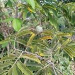 Annona squamosaपत्ता