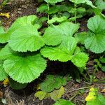 Geum macrophyllum Libunga