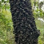 Anadenanthera colubrina പുറംതൊലി
