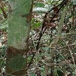 Funtumia africana Ŝelo